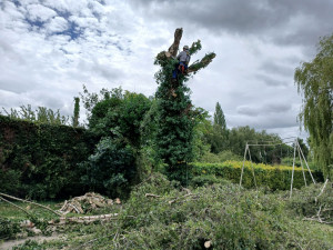 Photo de galerie - Elagage et coupe d'arbres