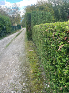 Photo de galerie - Taille de haies et d'arbustes