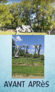 Photo de galerie - Elagage et coupe d'arbres