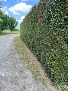 Photo de galerie - Elagage et coupe d'arbres