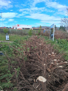 Photo de galerie - Taille de haies et d'arbustes