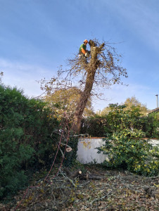 Photo de galerie - Abattage arbre?chêne 