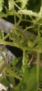 Photo de galerie - Tomates du jardin