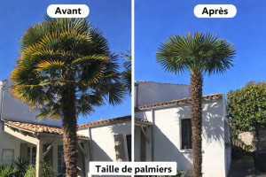 Photo de galerie - Elagage et coupe d'arbres