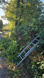 Photo de galerie - Taille de haies et d'arbustes