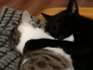 Photo de galerie - Garde animaux