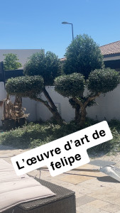 Photo de galerie - Taille d’Olivier 