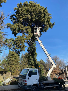 Photo de galerie - Abattage d’un cyprès 