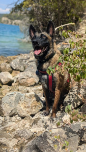 Photo de galerie - Promenade chien
