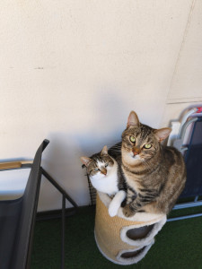 Photo de galerie - Mon chat Sylvain et son copain Yoshi pour une garde de 17 jours 
