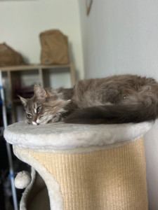 Photo de galerie - Mon chat athena