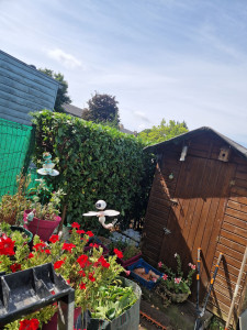 Photo de galerie - Taille de haies et d'arbustes