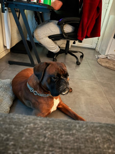 Photo de galerie - Mon grand foufou. Rico.❤️ #gardé 8jours.