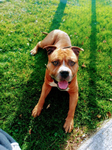 Photo de galerie -  bonjour :je garde vos amis Dog avec plaisir besoin de vous déplacer y'a pas de soucis je suis là pour vous soulager le temps de votre déplacement. 