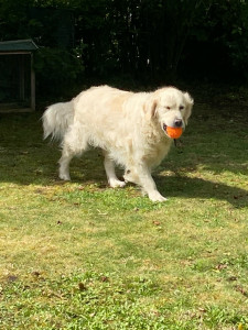 Photo de galerie - Garde d’un goldens retriever pendant les vacances de ses maîtres. 