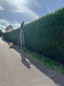 Photo de galerie - Taille de haies et d'arbustes