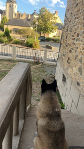 Photo de galerie - J’ai eu oscar à garder pendant 1 mois sa c’est très bien passer ce petit bout de chou était très heureux avec le terrain et a trouvé sa place dans la maison 