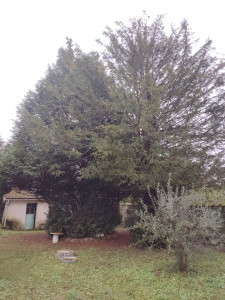 Photo de galerie - Taille des arbres a hauteur d'homme pour faciliter le passage et donner plus d'eclaircis