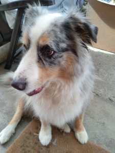 Photo de galerie - Garde chien 
