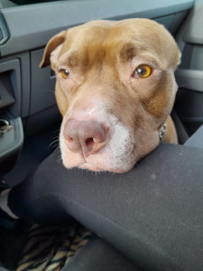 Photo de galerie - Garde chien