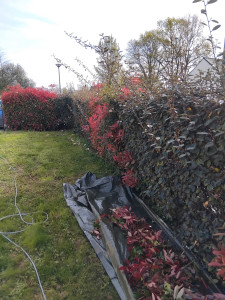 Photo de galerie - Taille de haies et d'arbustes