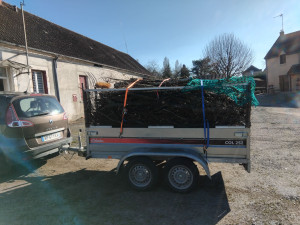 Photo de galerie - Taille d'un noisetier plus évacuation déchets verts 