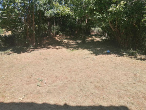 Photo de galerie - Tonte de pelouse - Débroussaillage