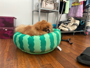 Photo de galerie - Garde de chien