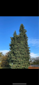 Photo de galerie - Élagage sapin