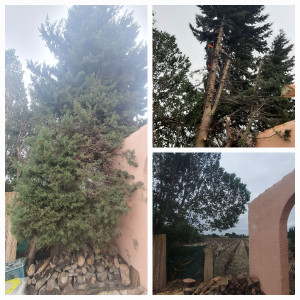 Photo de galerie - Elaguage d'un cyprès de plus de 10 mètres innacessible avec une nacelle