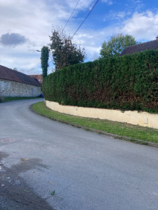 Photo de galerie - Taille de haie 