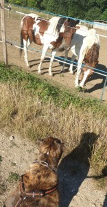 Photo de galerie - Promenade et visite de vos 4 pattes