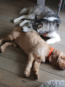 Photo de galerie - Garde à mon domicile 