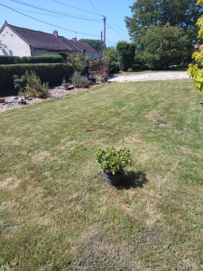 Photo de galerie - Tonte , débroussaillage, nettoyage allées, terrasses, élagage, taille de haies....
