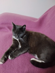 Photo de galerie - Garde d'un chat