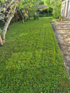 Photo de galerie - Tonte de pelouse - Débroussaillage