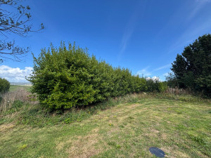 Photo de galerie - Taille de haies et d'arbustes