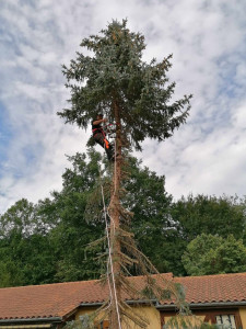 Photo de galerie - Elagage