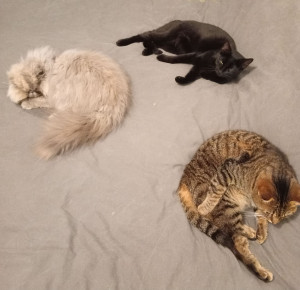 Photo de galerie - Moki, Binx, Grimm