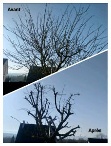 Photo de galerie - Taille d'arbre fruitier 