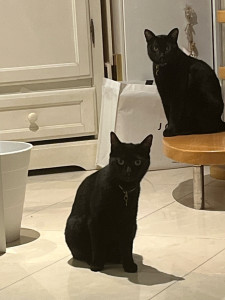 Photo de galerie - Max et Isis les chats ninjas ❤️