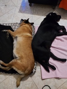 Photo de galerie - Garde d'animaux, comme à la maison !