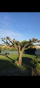 Photo de galerie - Taillé de mûrier 
