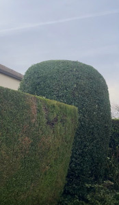 Photo de galerie - Taille 