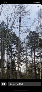 Photo de galerie - Elagage et coupe d'arbres