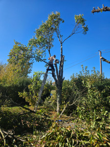 Photo de galerie - élagage. 