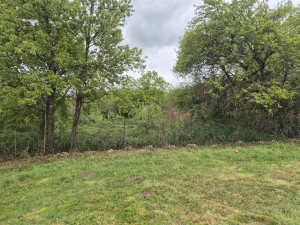 Photo de galerie - Abattage de haie 