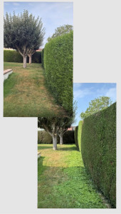Photo de galerie - Taille de haie de Leylande annuel 