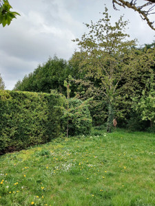 Photo de galerie - Voici la haie de cyprès avant la taille et le rabaissement 
