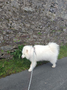 Photo de galerie - Promenade de Nouchka!